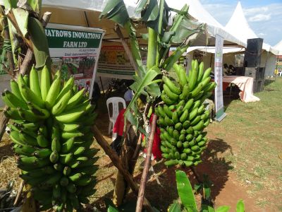 Verkauf von Bananen